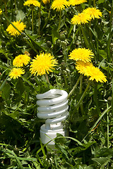 Image showing Energy saving bulb in grass