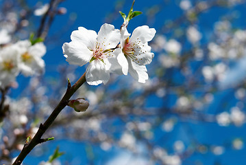 Image showing Almond blossom