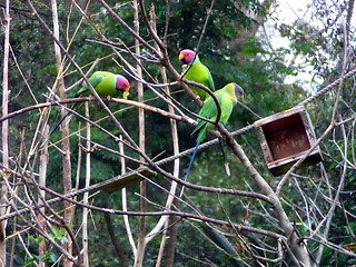 Image showing Parrots