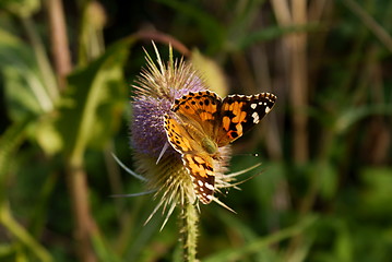 Image showing painted Lady