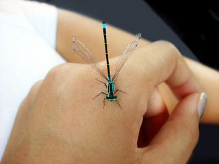 Image showing Small dragonfly on hand