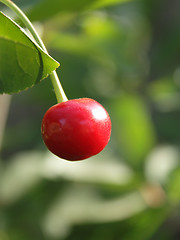 Image showing Cherry on the tree