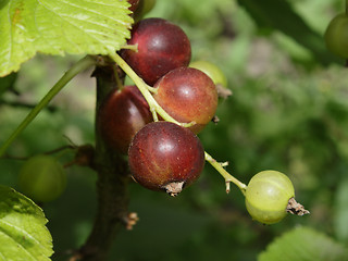 Image showing Unripe currant in the garden