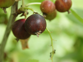 Image showing Unripe currant in the garden