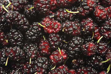 Image showing Mulberry closeup