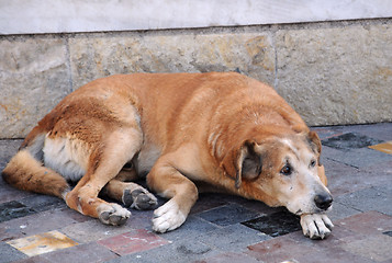 Image showing Stray Dog in the Street