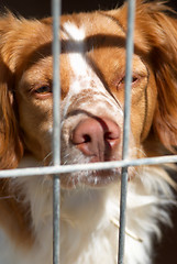 Image showing Caged dog