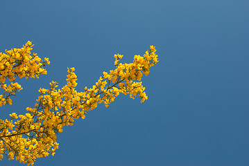 Image showing Flowering shrub