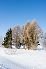 Image showing Frosten trees