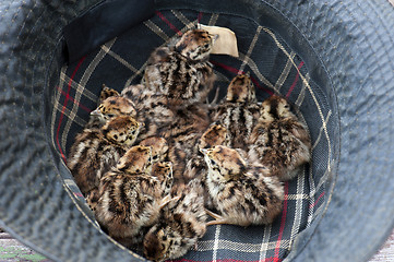 Image showing Grey Partridge (Perdix perdix)