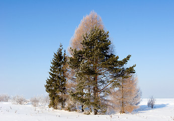 Image showing Frosten trees