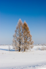 Image showing Frosten larches, Winter landscape