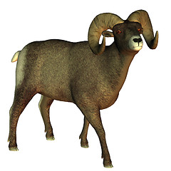 Image showing thickhornsheep