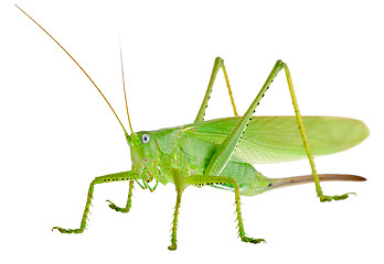 Image showing Locust