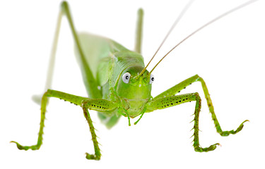 Image showing Locust