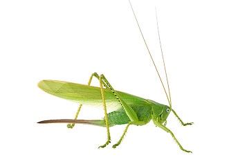 Image showing Locust