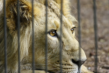 Image showing Lion