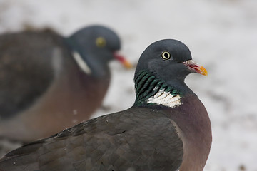 Image showing wood pigeon