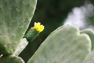 Image showing Cactus flower