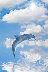 Image showing Dolphin