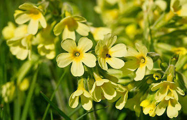 Image showing Cowslip