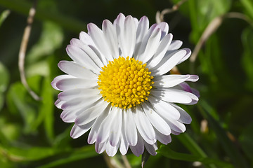 Image showing Daisy
