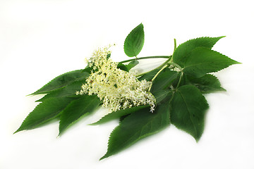 Image showing Elder flower