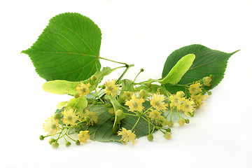 Image showing Linden blossom