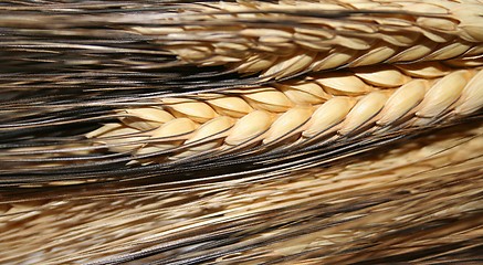 Image showing Wheat