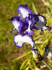 Image showing Blue and White Iris