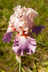 Image showing Pink Iris