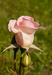 Image showing Garden Pink Rose