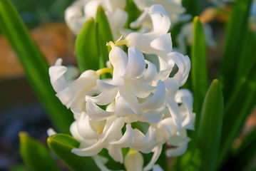 Image showing hyacinth