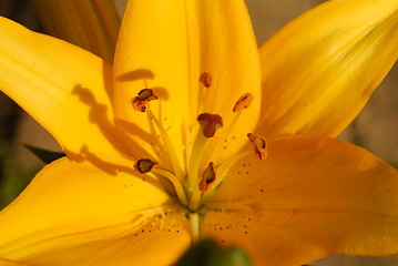 Image showing Lily