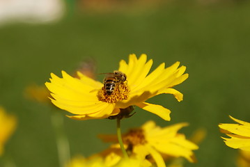 Image showing flower