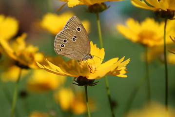 Image showing Butterfly