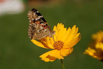 Image showing Butterfly