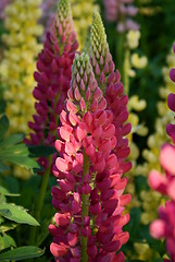 Image showing lupin