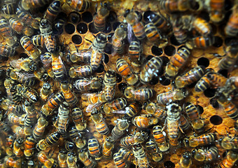 Image showing queenbee on honeycomb 