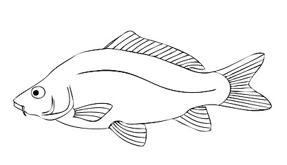 Image showing carp