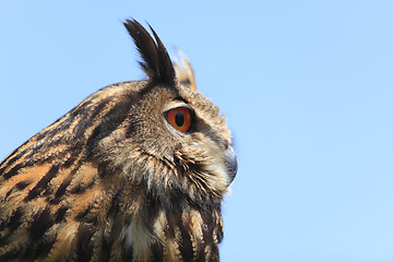 Image showing Portrait of an owl