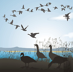 Image showing Before migrating geese