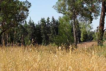 Image showing Yellow grass and green forest in bright summer day 