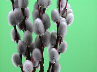 Image showing willow twig