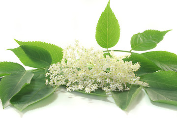 Image showing Elderflower