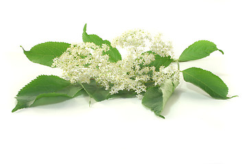 Image showing Elderflower