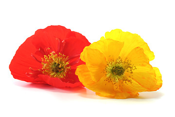 Image showing Iceland Poppy