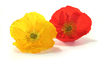 Image showing Iceland Poppy