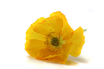 Image showing Iceland Poppy