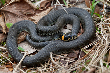 Image showing Grassy snake closeup